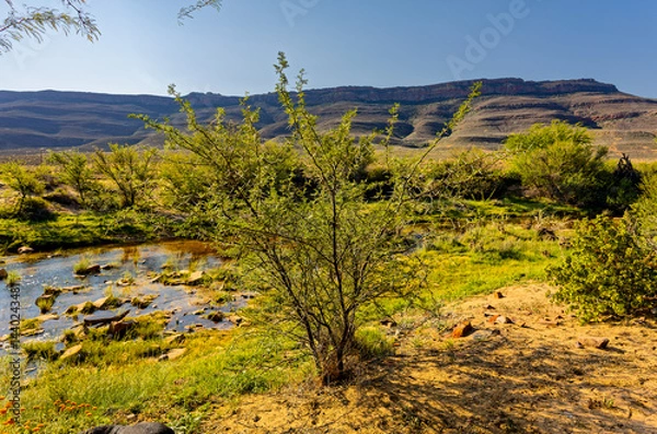Fototapeta Small acacia thorn tree next to the Biedouw River with mountains in the background in the northern Cederberg in the Western Cape South Africa
