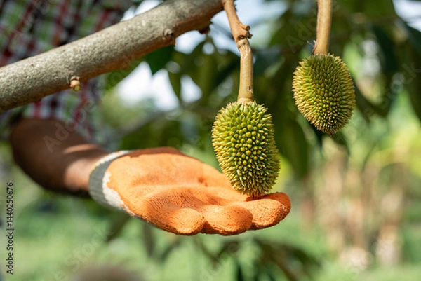 Fototapeta Close-up of farmer hand wearing gloves touching a young durian growing in an orchard, young durian fruit growing on tree