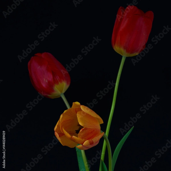 Fototapeta Tulip flowers growing in a vase on a black background