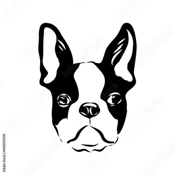 Fototapeta Black and white vector sketch of a fawn Boston Terrier