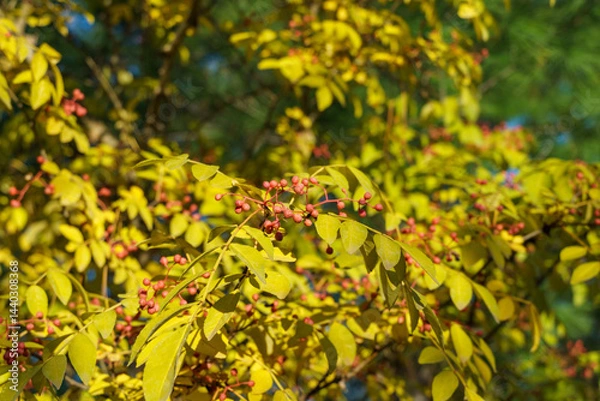 Obraz Vibrant image of lush yellow Zanthoxylum americanum, prickly ash, toothache tree, adorned with clusters of small, pink berries of Sichuan pepper. Image capturing the essence of nature's beauty