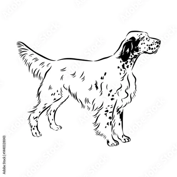 Fototapeta Decorative portrait of standing in profile English Setter, vector isolated illustration