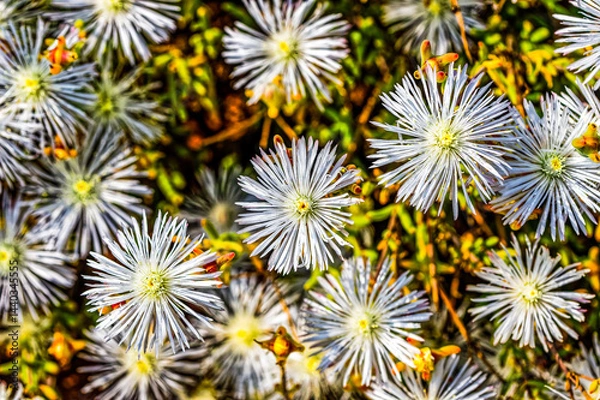 Obraz Close up of Mesembryanthemum white flowers
