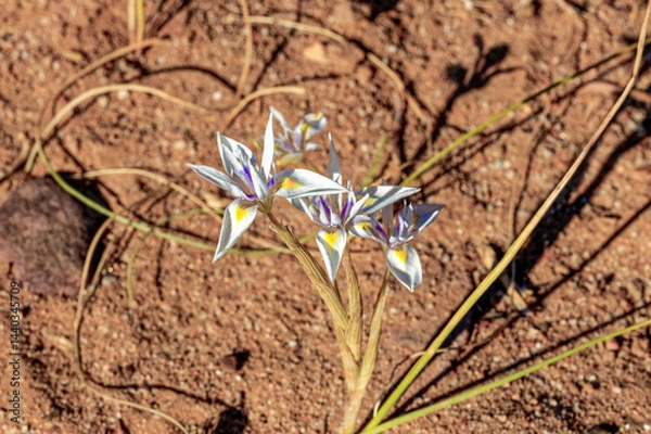 Obraz Delicate white, yellow and blue flowering iris