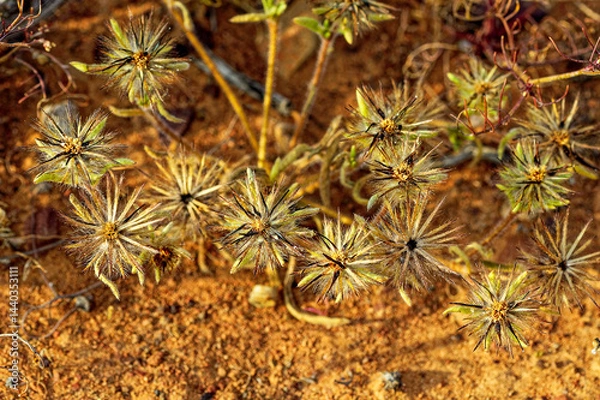 Obraz Plant seedpods with long hairy spikes in veld