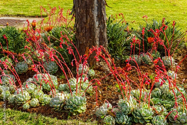 Obraz Flowering Mexican snow balls in garden