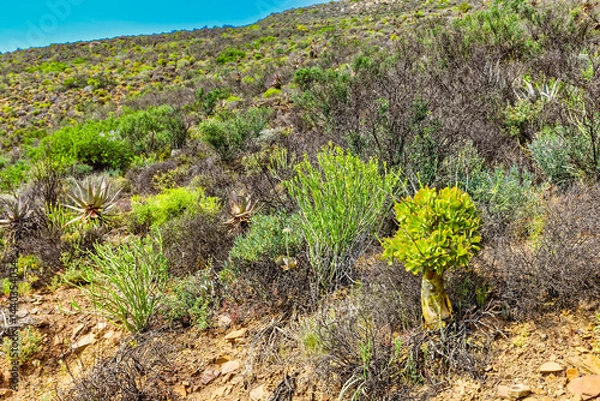 Obraz Succulents growing on mountain in veld