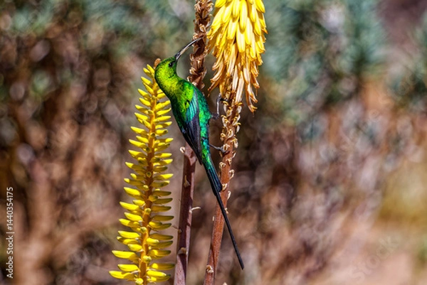 Obraz Malachite sunbird collecting nectar from aloe