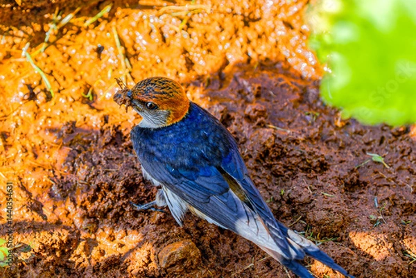 Fototapeta Greater Striped Swallow collecting mud for nest