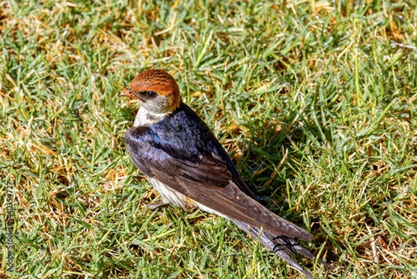 Fototapeta Migrant Greater Striped Swallow collecting mud