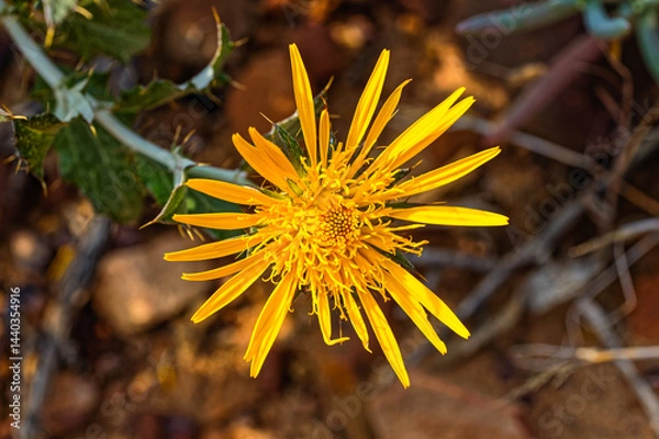 Obraz Bright yellow flower of the African thistle