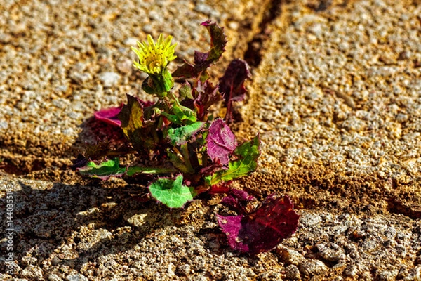 Obraz Common sowthistle growing through brick paving