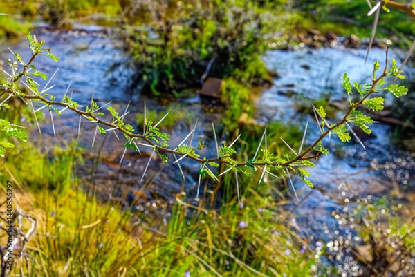 Fototapeta Sharp acacia thorns with river in background