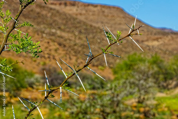 Fototapeta Branchlet with sharp acacia thorns and leaves