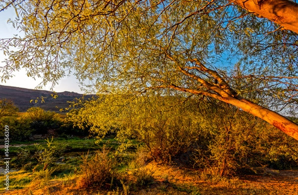 Obraz Leaning Acacia tree in the evening light