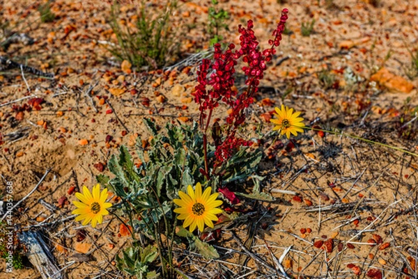 Obraz Red and yellow wildflowers in veld