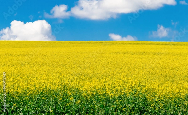Fototapeta Landscape of a field with blooming rapeseed and blue sky with clouds