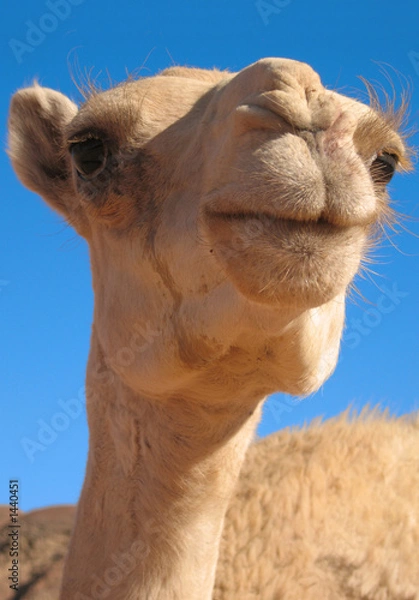 Fototapeta wielbłąd