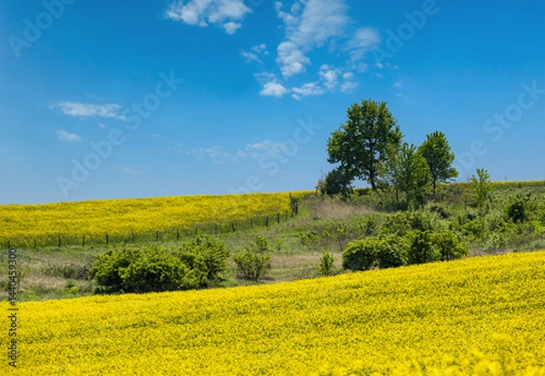 Fototapeta Spring rapeseed yellow blooming fields
