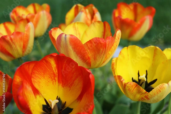 Obraz Beautiful tulips in a tulip field in spring. Colorful tulips in the garden.