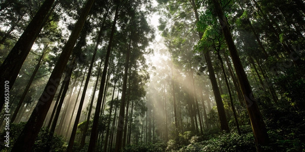 Fototapeta Enchanted Forest Sunlight Streaks Through Misty Woodland Ethereal Nature Scene Serene Woodland Ambiance Tranquil Forest Setting Atmospheric Landscape Woodland Scenery Natural Beauty
