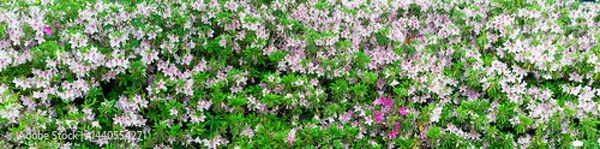 Fototapeta  a row of rhododendrons