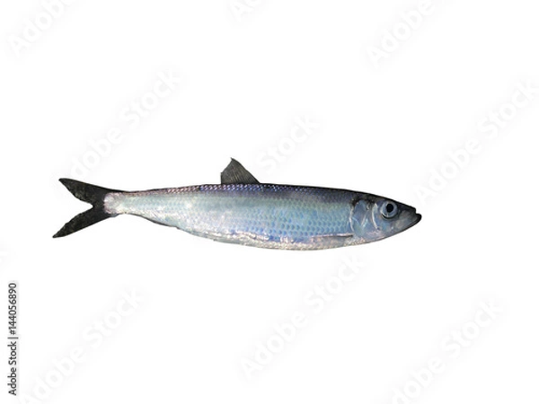 Fototapeta fresh herring