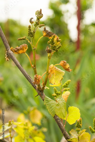 Obraz grape bud freeze damage