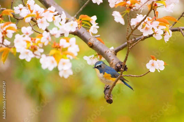 Fototapeta 桜とルリビタキ