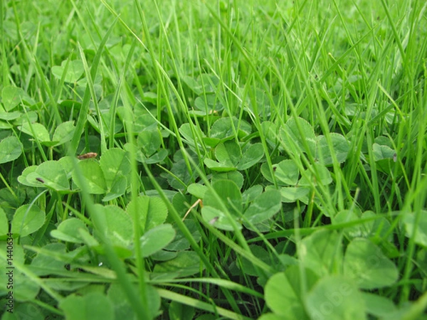 Obraz wiese und klee