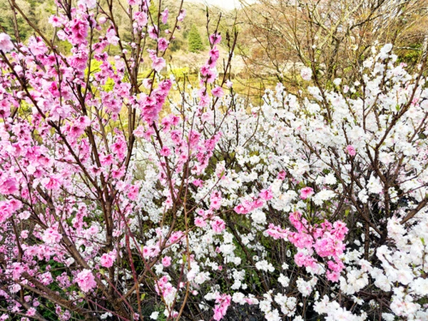 Fototapeta Hakone Japan with blooming cherry trees in spring season