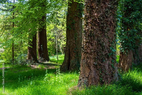 Fototapeta trees in the forest with ivy 