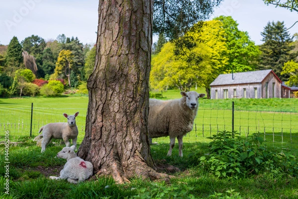 Fototapeta sheep and lambs in the park