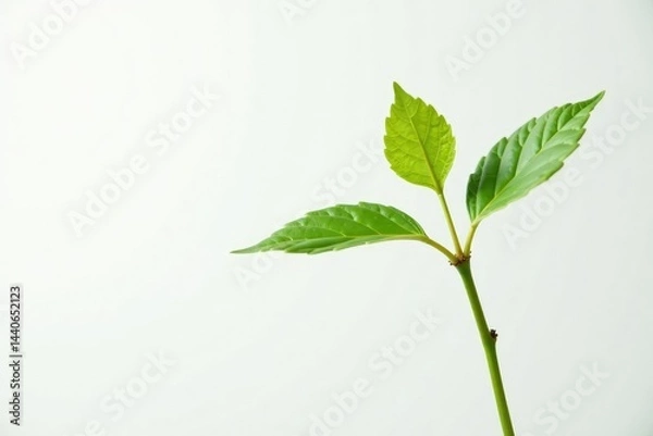 Fototapeta Single, delicate sapling against pure white backdrop , spring, isolated