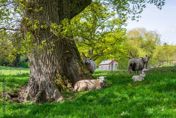 Fototapeta sheep in a meadow