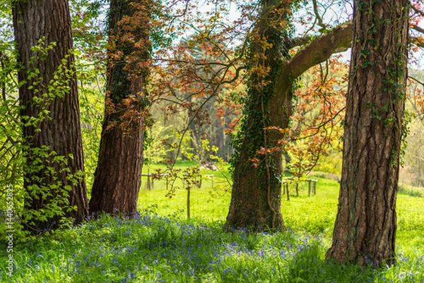Fototapeta trees in the park