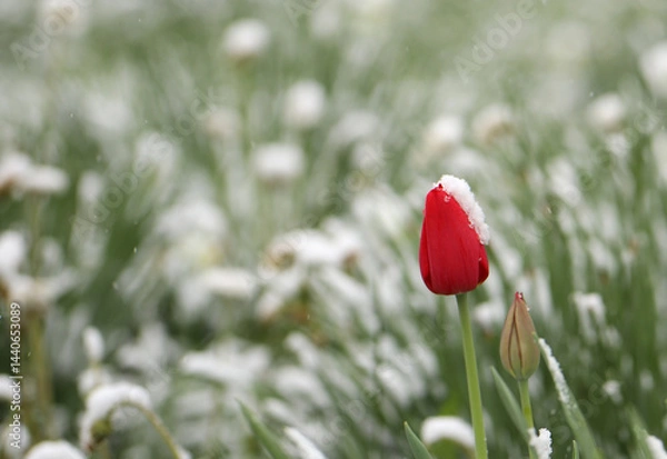 Fototapeta flowers under snow during frost	
