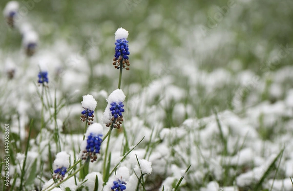 Fototapeta spring flowers under the snow