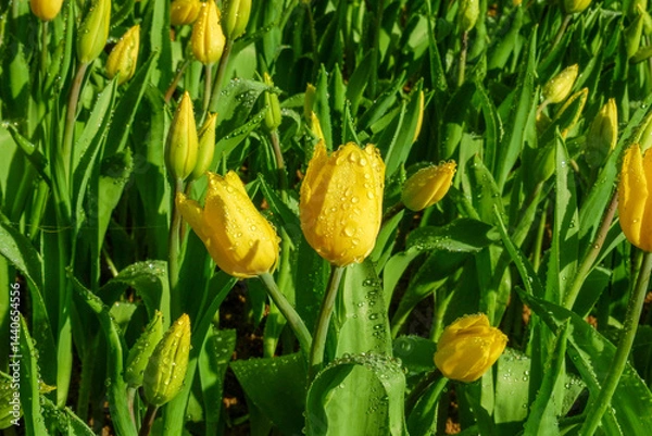 Obraz Colorful Tulips field in winter or spring,field of tulips in full bloom with various colors like pink, purple, yellow in the garden and pathway,tulip designs card.