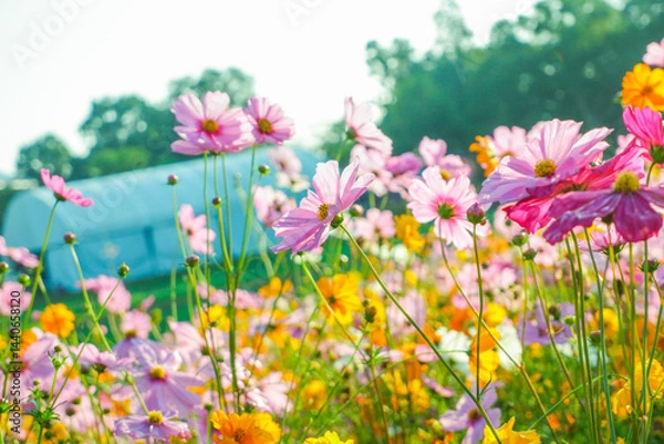 Obraz Pink and Yellow cosmos flowers blooming in garden,wild pink cosmos flowers in spring day,autumn season,view of the various cosmos flowers,Selective focus.