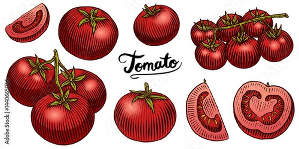 Obraz Set of tasty and fresh red tomatoes, hand drawn vegetables in engraved old traditional style. sketch or linework drawing for product or food store