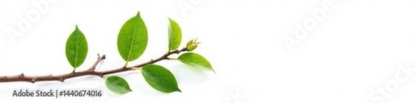 Fototapeta A small branch with leaves and twigs isolated in white, foliage, wooden, branch details
