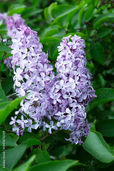 Fototapeta Branches of blooming lilacs in a spring park, selective focus.