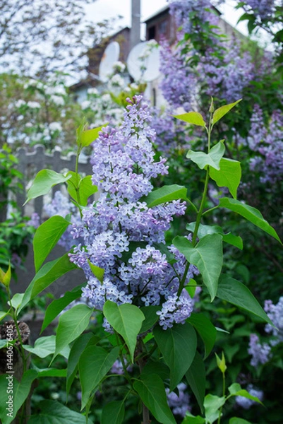 Fototapeta Branches of blooming lilacs in a spring park, selective focus.