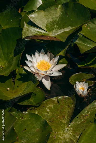 Obraz Lily flower on the river in nature