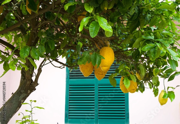 Fototapeta Lemon tree with vibrant yellow lemons hanging from lush green branches, set against a charming pastel wall with a teal window, creating a serene and inviting garden atmosphere