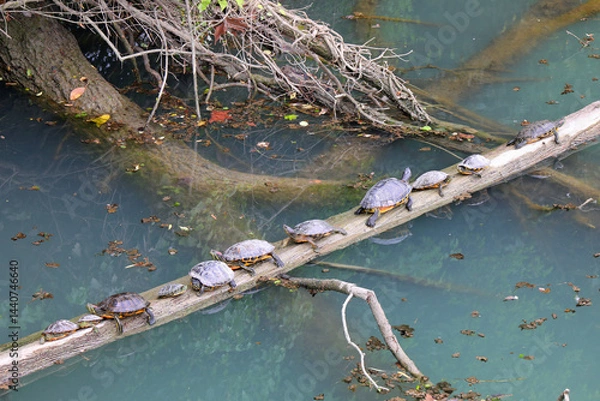 Fototapeta turtles of various sizes on top of a fallen tree floating on the pond water