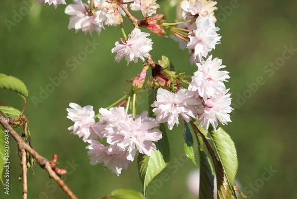 Obraz Branch with double flowers of Japanese cherry (Prunus serrulata)