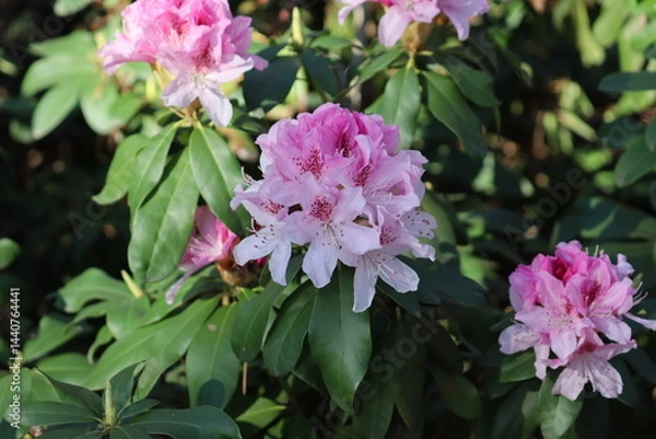 Obraz Flowering Rhododendron hybridum cultivar Cheer with pink flowers in spring garden