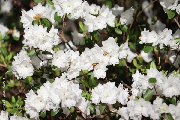 Obraz Flowering Rhododendron dauricum cultivar April Snow with white flowers in spring garden